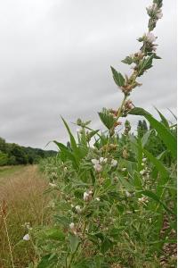 <i>Althaea officinalis</i>