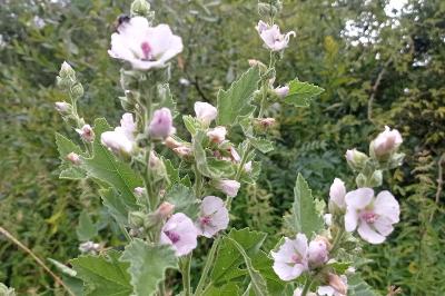 <i>Althaea officinalis</i>
