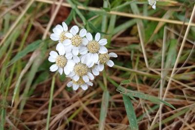 Achillea ptarmica