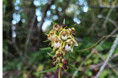 <i>Epipactis helleborine</i>