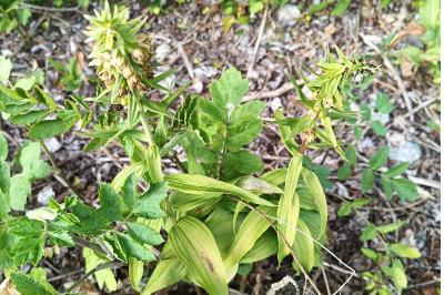 <i>Epipactis helleborine</i>