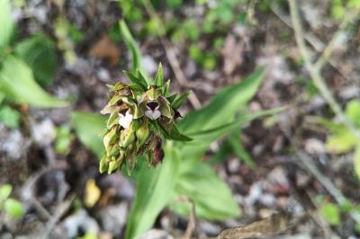 <i>Epipactis helleborine</i>
