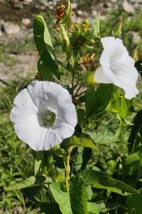 <i>Convolvulus sepium</i>