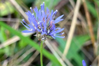 <i>Jasione montana</i>