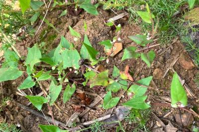 <i>Fallopia convolvulus</i>
