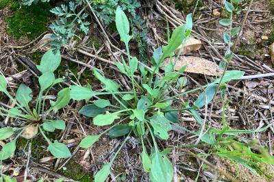 <i>Rumex acetosella</i>