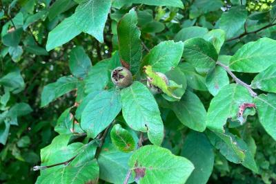 <i>Crataegus germanica</i>