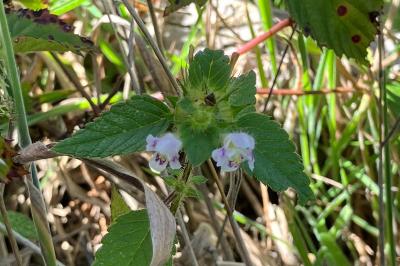 <i>Galeopsis tetrahit</i>