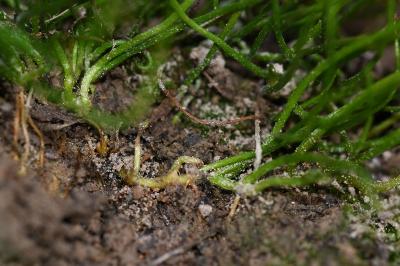 <i>Pilularia globulifera</i>