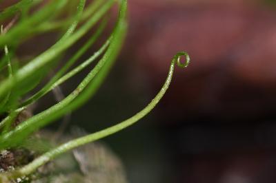 <i>Pilularia globulifera</i>