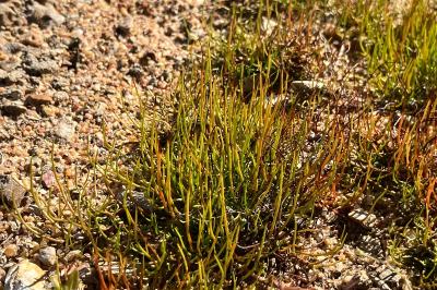 <i>Pilularia globulifera</i>