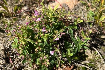 <i>Scutellaria minor</i>