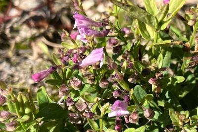 <i>Scutellaria minor</i>