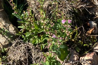 <i>Scutellaria minor</i>