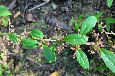 <i>Lipandra polysperma</i>