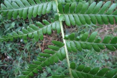 <i>Dryopteris filix-mas</i>