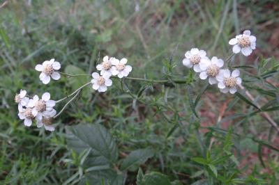 <i>Achillea ptarmica</i>