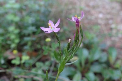 <i>Centaurium pulchellum</i>