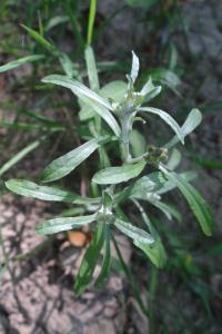 <i>Gnaphalium uliginosum</i>