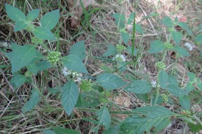 <i>Mentha arvensis</i>