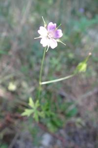<i>Geranium columbinum</i>
