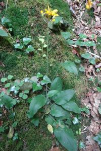 <i>Hieracium murorum</i>