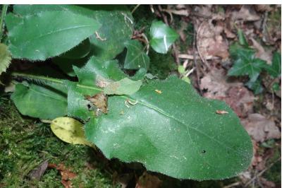 <i>Hieracium murorum</i>