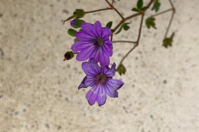 <i>Geranium pyrenaicum</i>