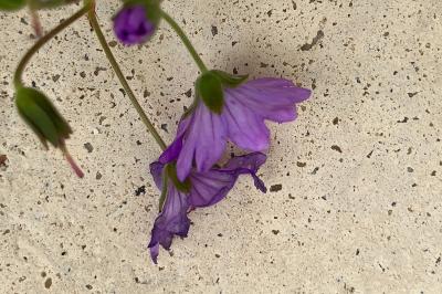 <i>Geranium pyrenaicum</i>