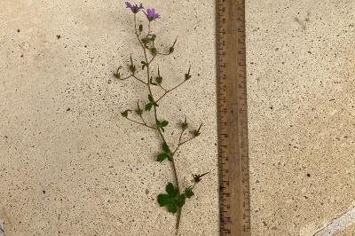 <i>Geranium pyrenaicum</i>