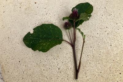 <i>Arctium minus</i>