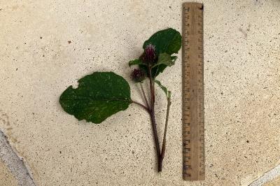 <i>Arctium minus</i>