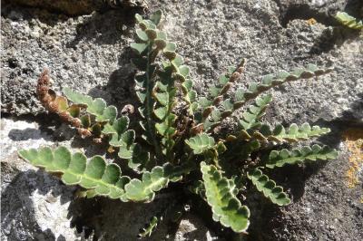 <i>Asplenium ceterach</i>