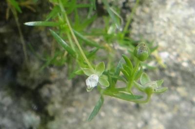<i>Sagina procumbens</i>