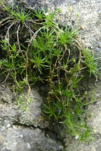 <i>Sagina procumbens</i>