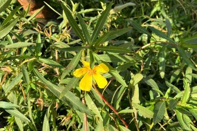 <i>Ludwigia grandiflora</i>