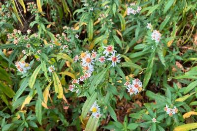 <i>Symphyotrichum</i>