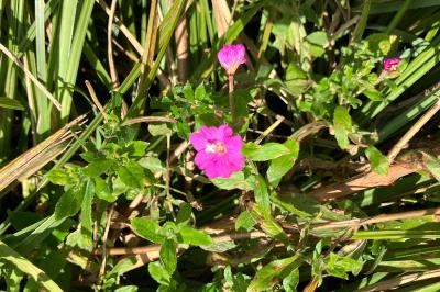 <i>Epilobium hirsutum</i>