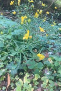 <i>Ranunculus auricomus</i>