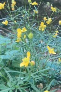 <i>Ranunculus auricomus</i>