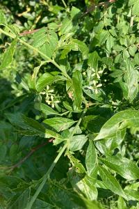 <i>Euonymus europaeus</i>