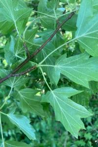 <i>Torminalis glaberrima</i>