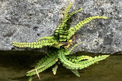 <i>Asplenium trichomanes</i>