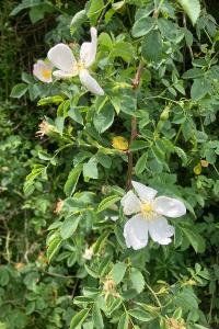 <i>Rosa arvensis</i>