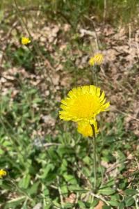 <i>Pilosella officinarum</i>