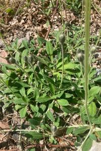 <i>Pilosella officinarum</i>