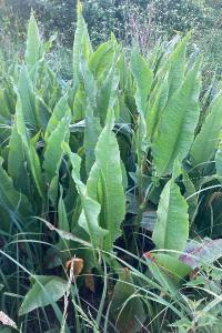 <i>Rumex hydrolapathum</i>