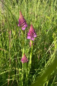<i>Anacamptis pyramidalis</i>