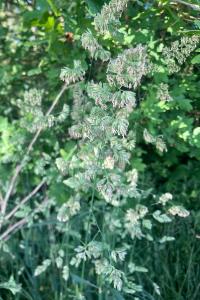 <i>Dactylis glomerata</i>