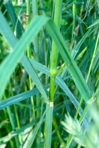 <i>Dactylis glomerata</i>